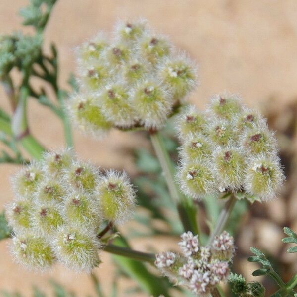 Ammodaucus leucotrichus 果實