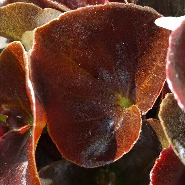 Begonia cucullata Φύλλο