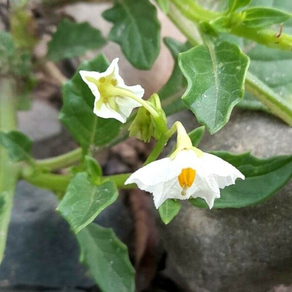 Solanum caesium Flor