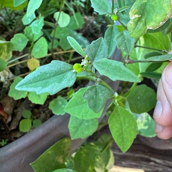 Euphorbia graminea 花