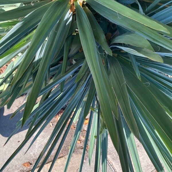 Yucca glauca Deilen