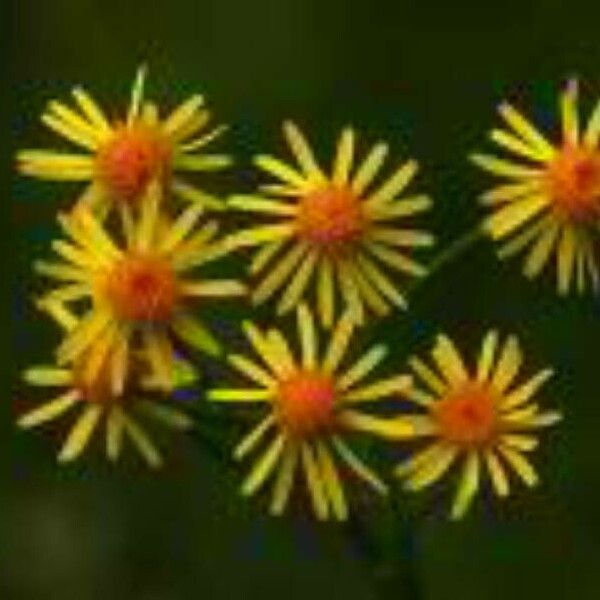 Tephroseris longifolia Flower