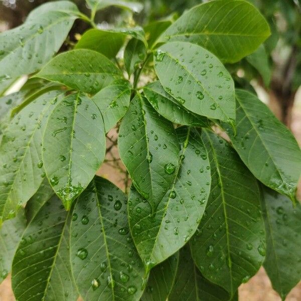 Hevea brasiliensis Leaf