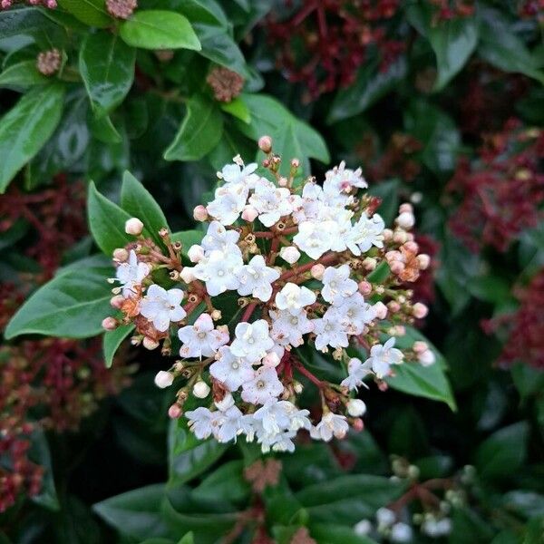 Viburnum rugosum 花