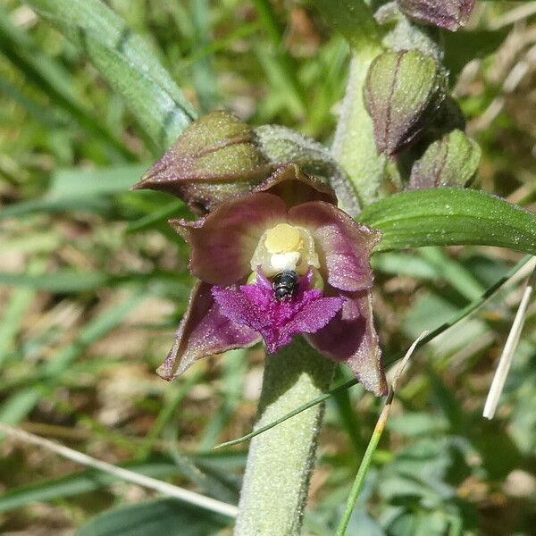 Epipactis atrorubens 花