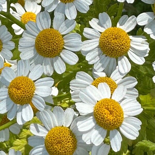 Tanacetum parthenium Fleur