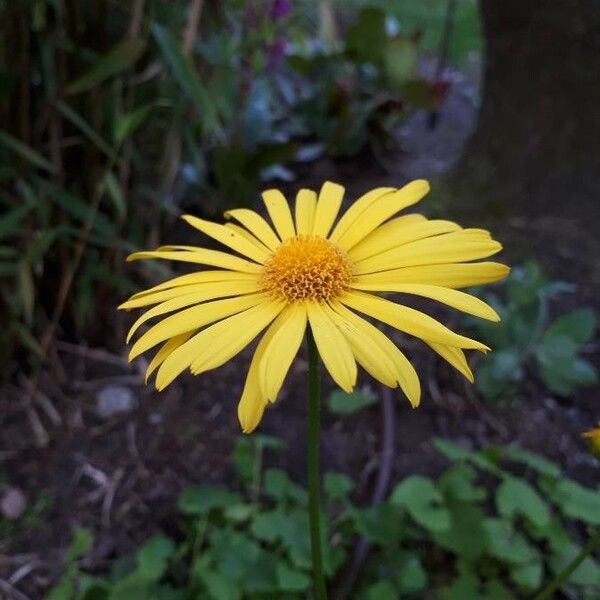 Doronicum plantagineum Květ