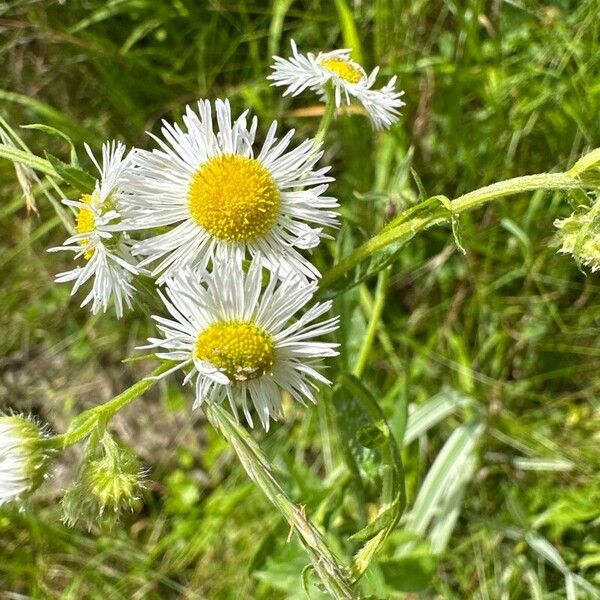 Erigeron annuus Flower