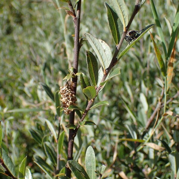 Salix repens Alia