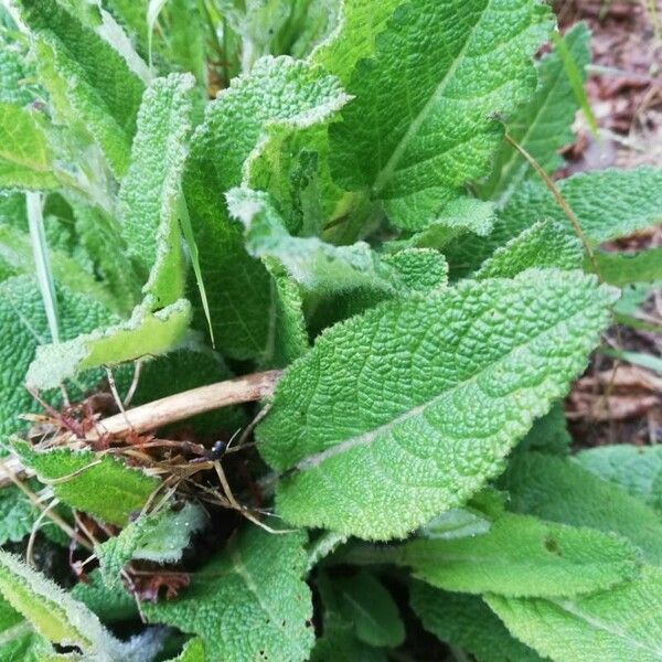 Salvia pratensis Hostoa