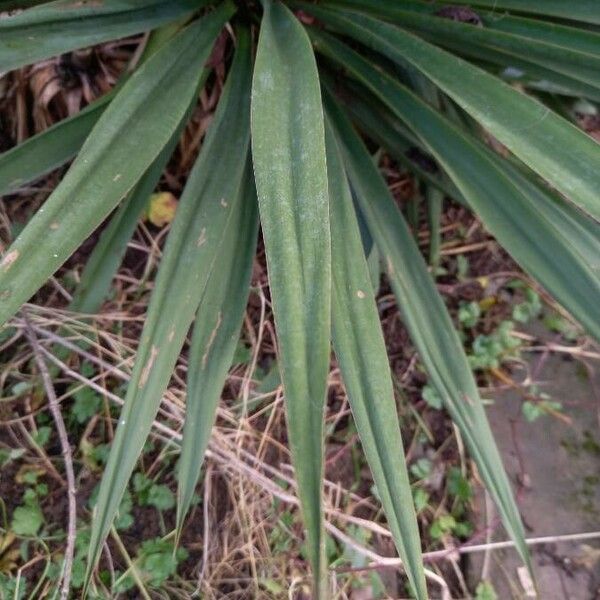 Yucca gloriosa Folla