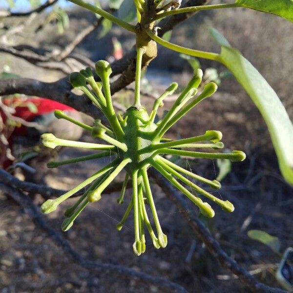 Uncarina stellulifera Fruit