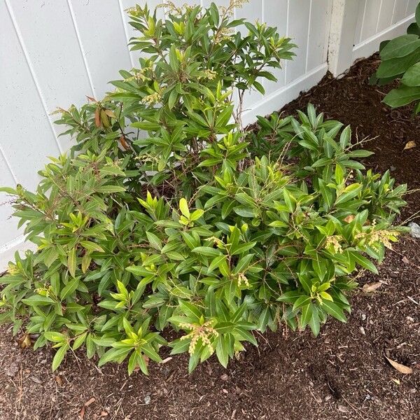 Pieris floribunda Habitat