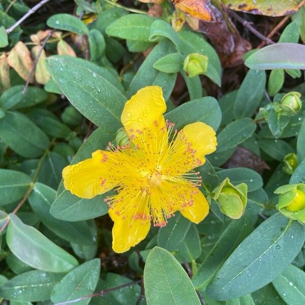 Hypericum calycinum Цветок