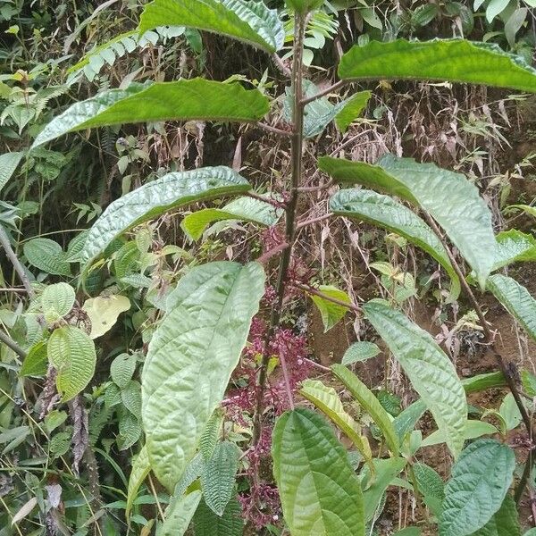 Urera baccifera Leaf