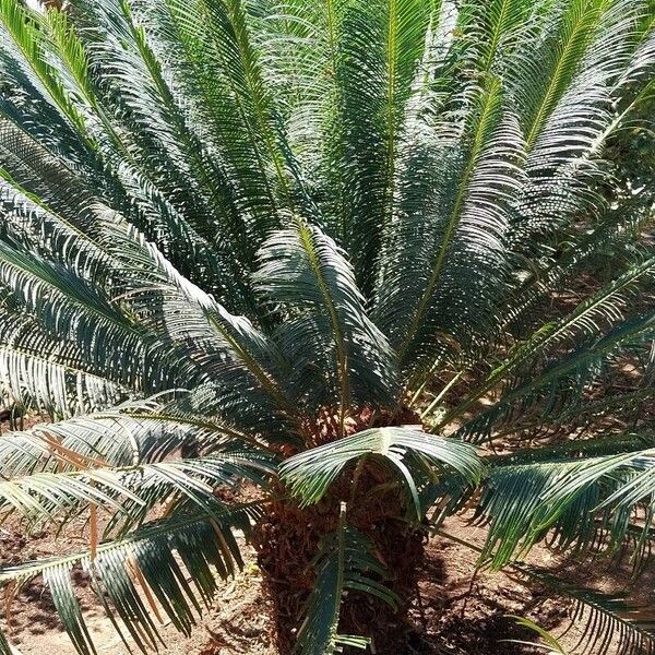 Cycas circinalis Blatt