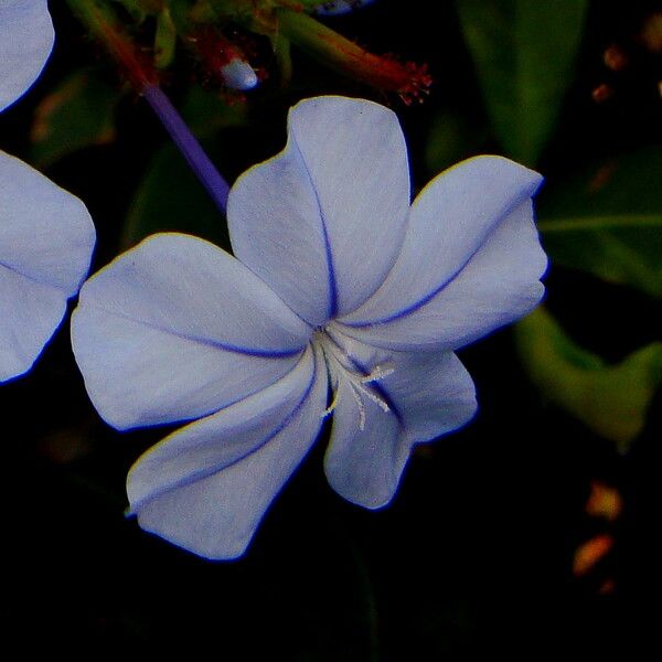 Plumbago auriculata ফুল