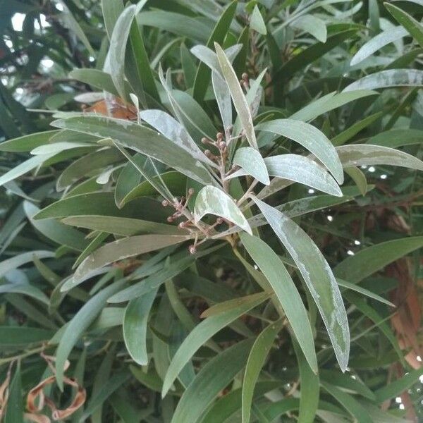 Acacia melanoxylon Blatt