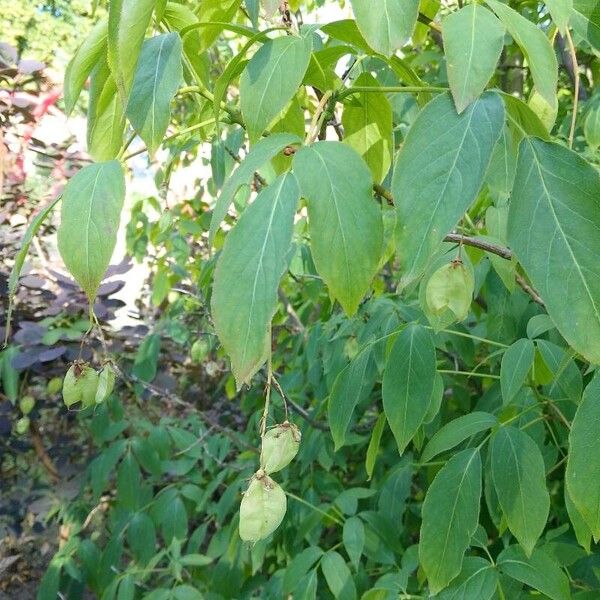 Staphylea pinnata Virág