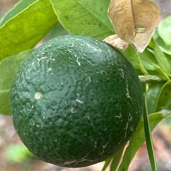 Citrus × aurantiifolia Fruit