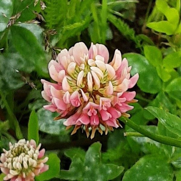 Trifolium hybridum Fleur