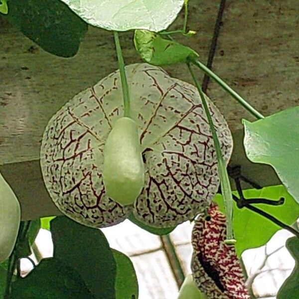 Aristolochia littoralis ফুল