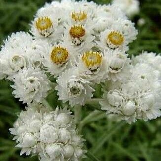 Anaphalis margaritacea Flower