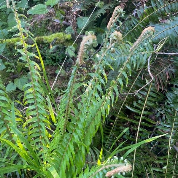 Polystichum munitum Leaf