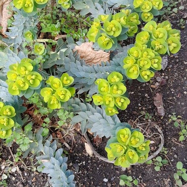 Euphorbia myrsinites Habit