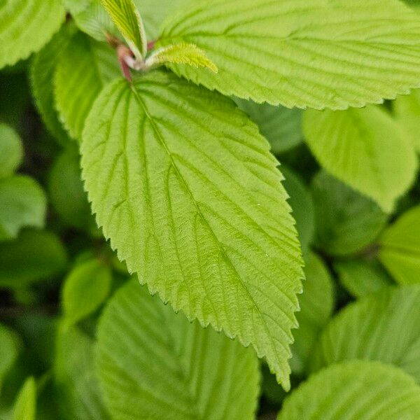 Viburnum plicatum List