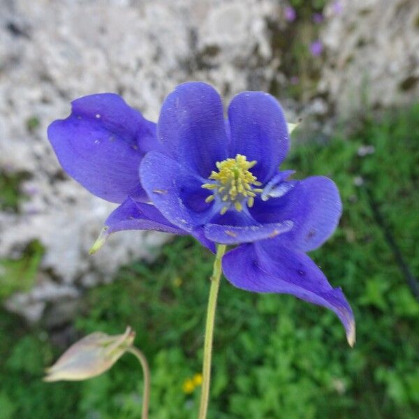 Aquilegia pyrenaica Kukka