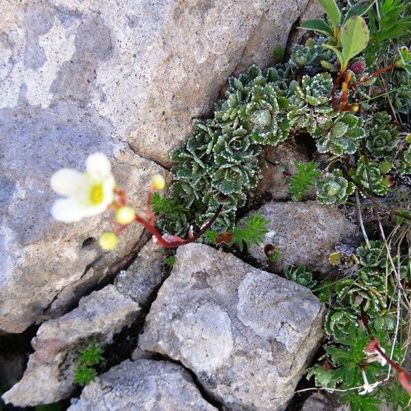 Saxifraga paniculata عادت