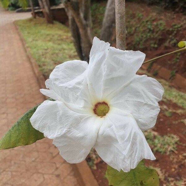 Ipomoea arborescens Blomst