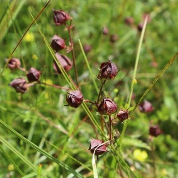 Comarum palustre Hedelmä