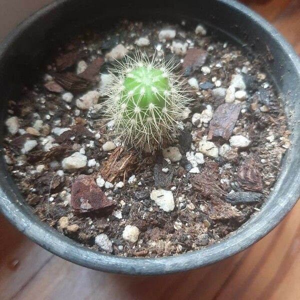 Echinocereus viridiflorus Liść