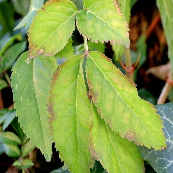 Sambucus racemosa برگ