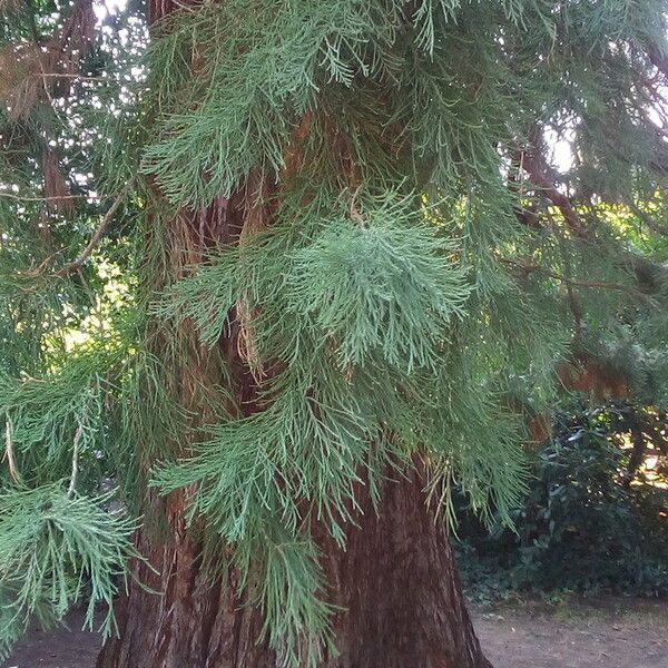 Sequoiadendron giganteum Συνήθη χαρακτηριστικά