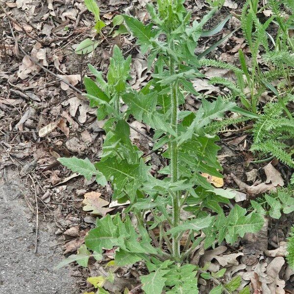 Sisymbrium loeselii Leaf