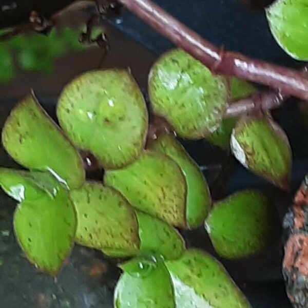 Callisia repens Blatt