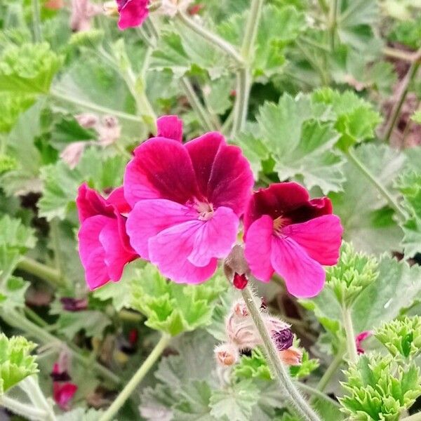 Pelargonium grandiflorum Flower