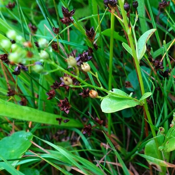 Samolus valerandi Habitus