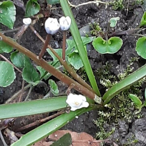 Scilla forbesii Φλοιός