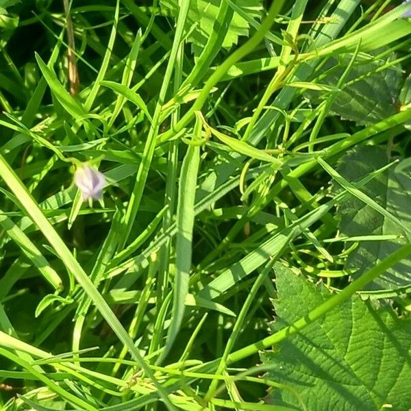 Campanula rotundifolia Frunză