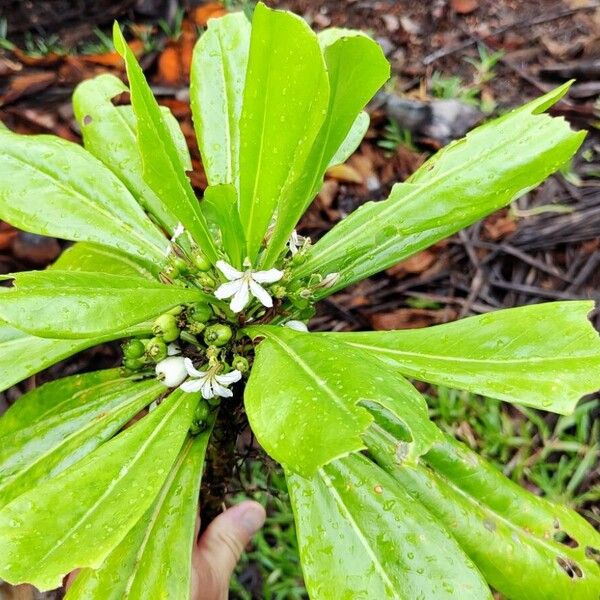 Scaevola taccada Habit