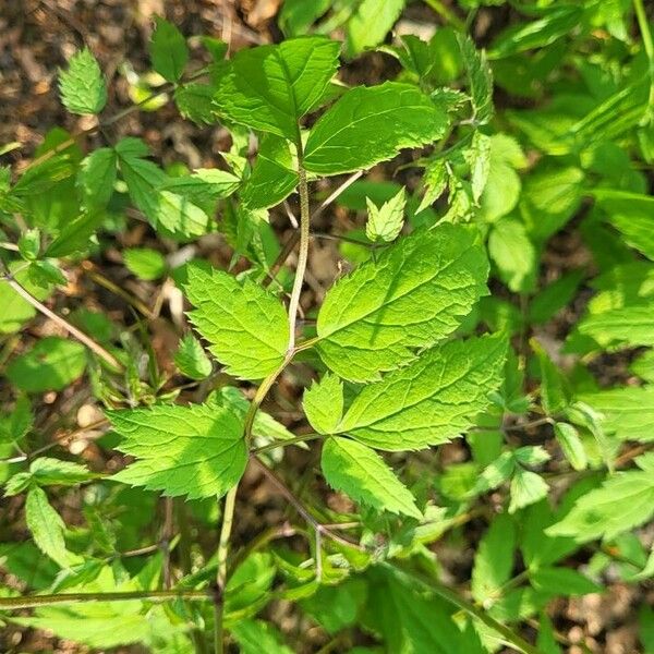 Actaea pachypoda Fulla