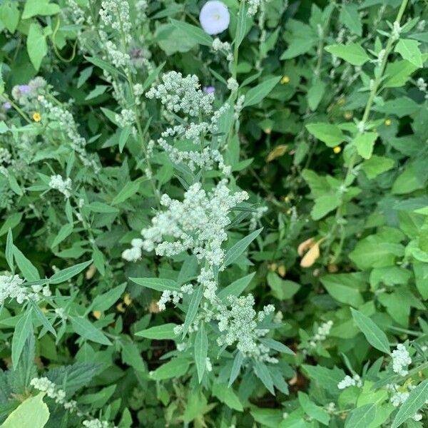 Chenopodium pratericola Лист