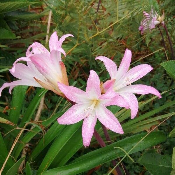 Amaryllis belladonna Flors