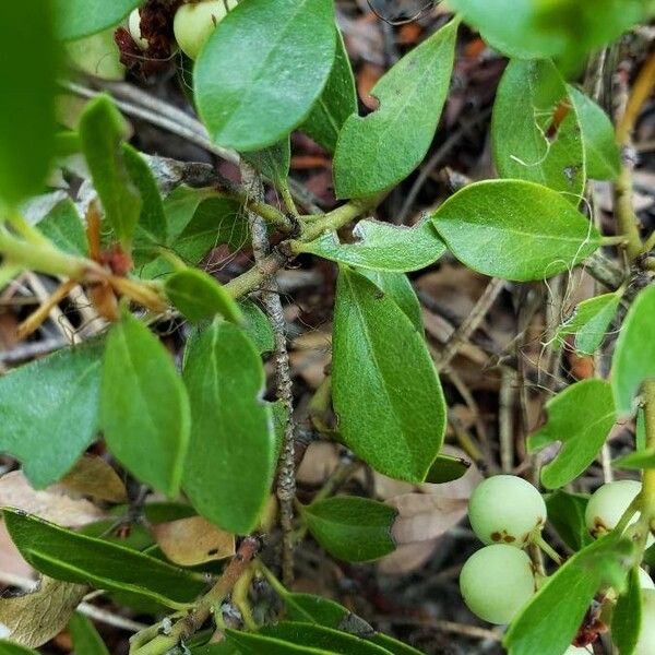 Arctostaphylos uva-ursi Ліст