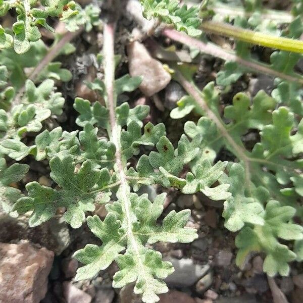 Parthenium hysterophorus Levél