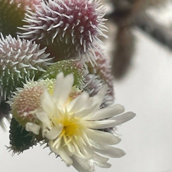 Delosperma echinatum 花